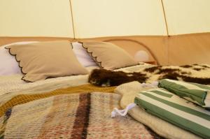 a cat sleeping on a bed in a tent at Tylda Tents at Tregonetha Lake - 5m Luxury Bell Tent "Moorhen" in Saint Columb Major