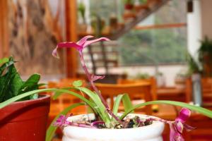 Giardino di Fenix Hotel Machupicchu
