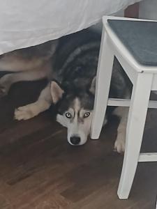 a dog laying under a bed under a table at Privatgästezimmer Familie Fröhlich in Leibnitz