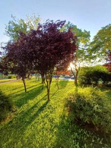 a group of trees in a field of grass at Apartament Stella in Częstochowa