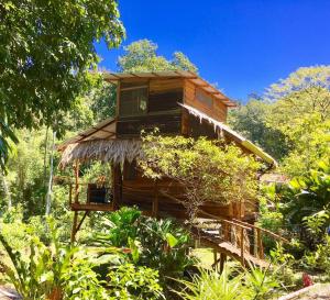 a tree house in the middle of a forest at A Treehouse the Green Frog Romantic setting & Pool in Puerto Viejo