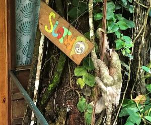 Mynd úr myndasafni af Sloth Romantic Treehouse with plunge pool í Talamanca