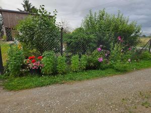 Zahrada ubytování Agroturystyka u Heleny