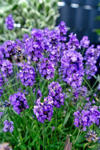 a bunch of purple flowers in a garden at Luxurious Escape - Room LoveSerenity with pool and jacuzzi in Brussels