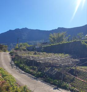 una strada sterrata con un mucchio di piante sopra. di LE VIGNERON a Cilaos