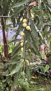 a bunch of yellow fruit on a tree at Chaithanya Illam in Maraiyūr