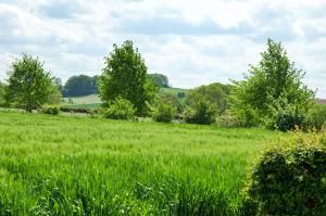 a field of green grass with trees in the background at Camping La Dolce Vita in Ransdaal