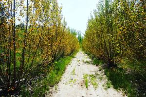 Fotografia z galérie ubytovania El Bosque de Ribera v destinácii Escalona