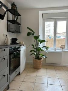 a kitchen with a potted plant and a window at Le studio in Épernay +3 photos