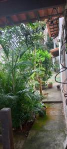 サクアレマにあるHospedaria Terapêutica para Mulheresのたくさんの植物と猫がいる庭