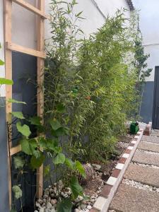 a row of plants in a garden at Y Hoa-Ferienzimmer in Artern +4 photos