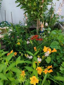 Giardino di Harbin Qiju Hotel Taiping International Airport