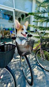 a dog sitting in a basket on a bike at ดาด้าพูลวิลล่า in Ban Pa Ngiu
