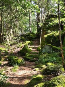 a path in a forest with moss covered rocks at Großzügige Wohnung zum Wohlfühlen mit 116qm in Gaggenau