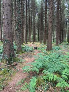 a black bear walking through a forest with trees at The Stables at Hustyn Gate in Wadebridge