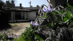 Ogród w obiekcie Fattoria Il Noce B&B