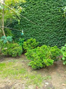 a garden with green bushes in front of a wall at Casa de Playa in Santa Clara del Mar