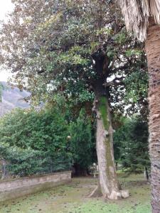 A garden outside Villa Pellicano -Il nido