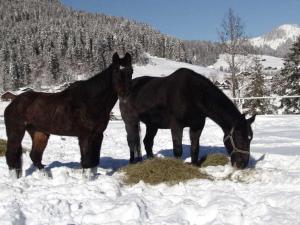 Billede fra billedgalleriet på Osterberg Comfortable holiday residence i Riezlern + 1 billede