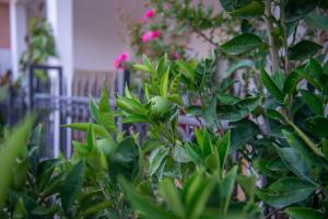a plant with green leaves next to a fence at Ami Apartments in Ulcinj
