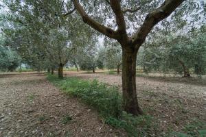 Agriturismo - La Campagna di San Francesco外面的花园