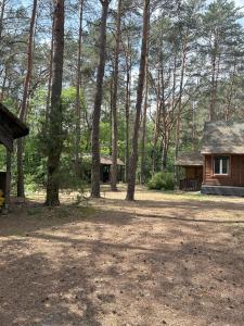 a cabin in the woods next to a group of trees at Dom w lesie in Dzbądzek
