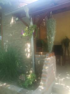 Jardín al aire libre en CycloCamp & Hostel