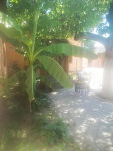 Jardín al aire libre en CycloCamp & Hostel