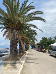 un palmier sur un trottoir à côté d'un parking dans l'établissement Silvia, à Skala Sotiros