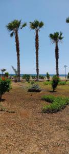 three palm trees in a field near the ocean at Adenaz Apartmanları tatil köyü in Erdemli