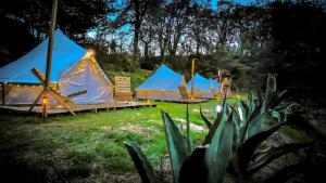 Zahrada ubytování GLAMPING VIVE TLAXCALA - Santuario de las luciérnagas