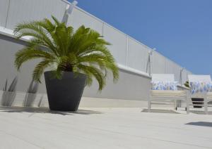 a palm tree in a black pot next to a chair at Marimar Apartment in Bari