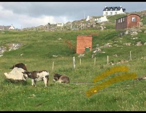 a group of cows grazing in a field of grass at Eco Crofter's Wagon by the Sea - Off Grid Experience - No electricity - As seen soon on Netflix in Oldshoremore