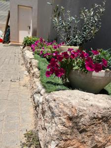 two large stone pots filled with flowers next to a sidewalk at Cosy & Calm Central Getaway Modern Guest Suite by Midrachov 1 Queen Bed in Zikhron Ya‘aqov