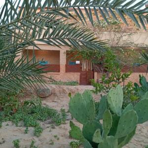 Fotografie z fotogalerie ubytování هوستل أجبناخ إنشالي Hostel Agbenakh Inshaly v destinaci Siwa + 27 fotografií