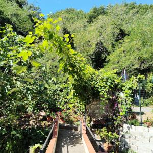 Κήπος έξω από το Casa Giulia