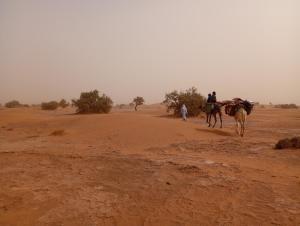 two people riding camels on a dirt road in the desert at Sahara Tours in Tâlhâ