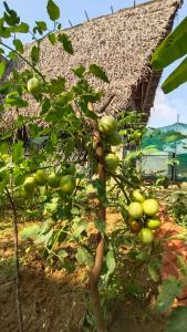 a small apple tree in front of a building at Open house in Auroville