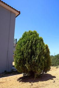 a large green bush sitting next to a building at Romanos Beach Villas in Romanu