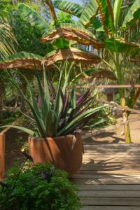 a plant in a pot sitting on a wooden deck at Cabanas Adobe Frente Al Mar in Puerto Escondido