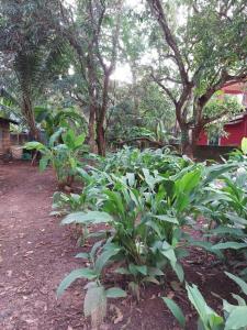 Κήπος έξω από το Oliver's Goa Guesthouse