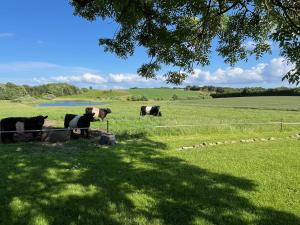 a group of cows standing in a field at Meldbjerg in Stouby