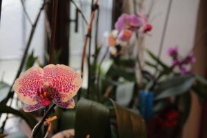 Fotografie z fotogalerie ubytování B&B Casa Carla v destinaci Pinerolo
