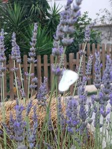 a bunch of purple flowers in front of a fence at A Ca du Giaba in Cisano sul Neva