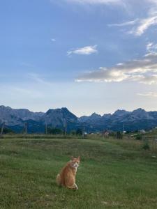 Fotografie z fotogalerie ubytování Guest House Nena v destinaci Žabljak
