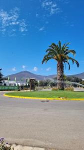un palmier sur le côté d'une route dans l'établissement Departamento 2H 1B en Punta Puyai, à Papudo