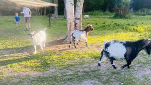 Eine Gruppe Ziegen läuft mit einem Mann auf einem Feld. in der Unterkunft Caravane en pleine nature ferme proche de tout in Philippeville