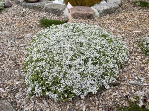a plant with white flowers on the ground at Ferienhaus Family and Friends am Knappensee in Knappenrode