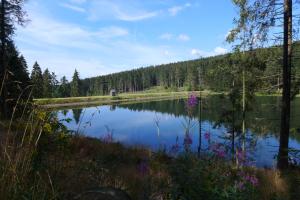 ein See mitten im Wald in der Unterkunft Ferienwohnung Parkresidenz in Goslar