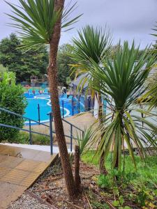 two palm trees in front of a swimming pool at Cornwall Truro Falmouth cottage in Perranwell